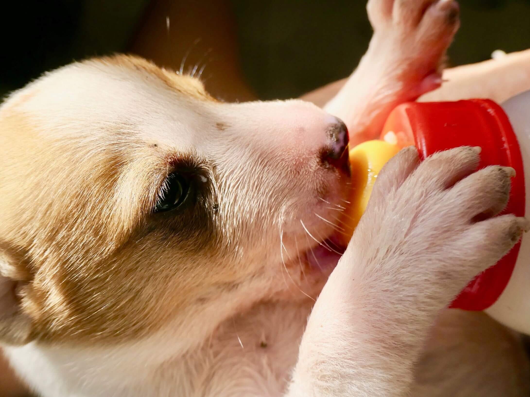 How much should I feed my Puppy? | Puppy feeding tips.